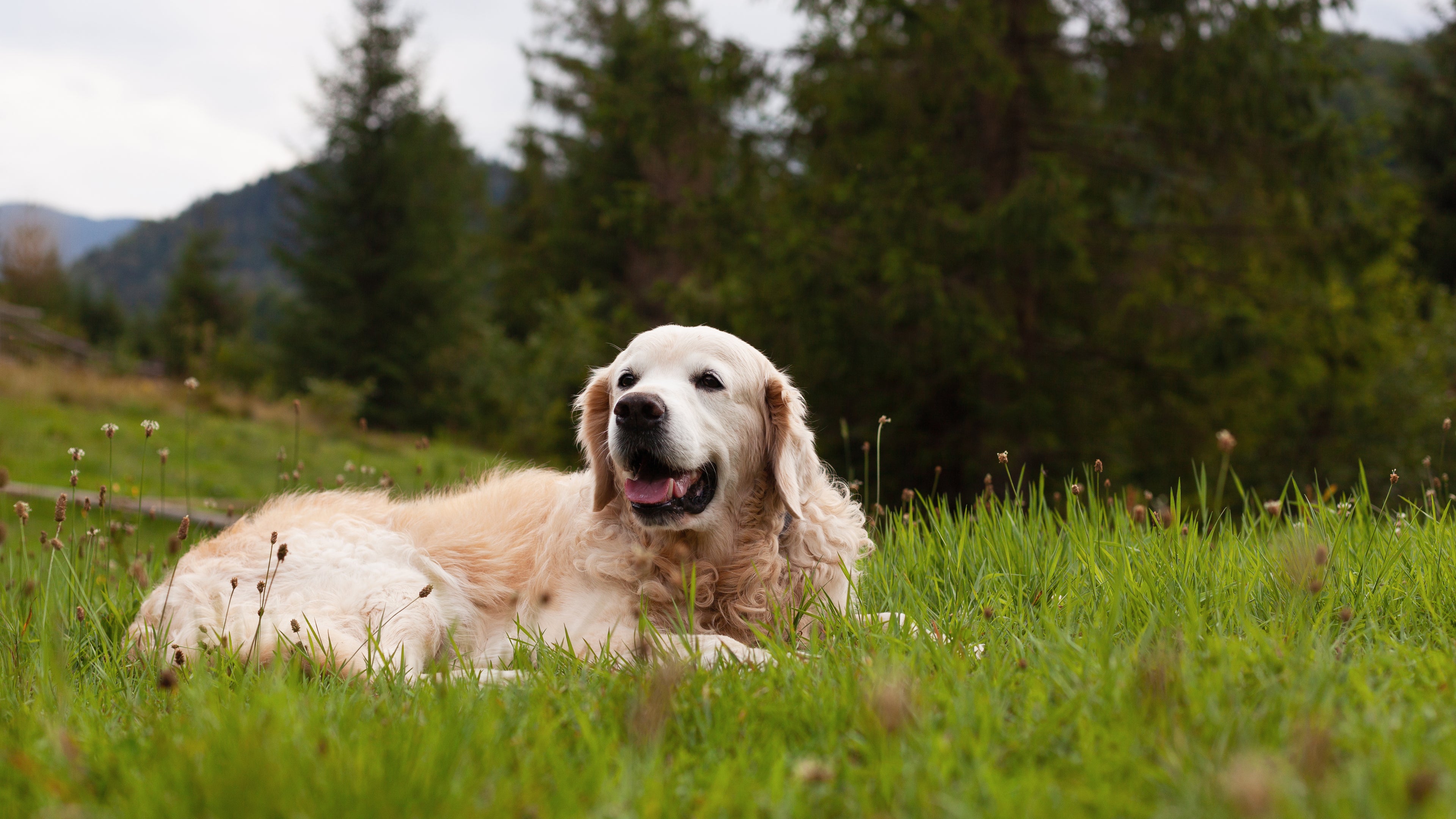 happy-smiling-adorable-golden-retriever-dog-outdoo-2025-01-07-15-52-55-utc.jpg__PID:8513c872-d32b-4a5e-8baf-1a4fa06e393e